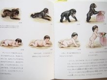 詳細画像2: 松沢哲郎/藪内正幸「ことばをおぼえたチンパンジー」