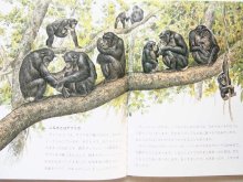 詳細画像1: 松沢哲郎/藪内正幸「ことばをおぼえたチンパンジー」