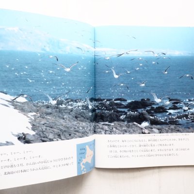 画像1: 寺沢孝毅「海鳥の島」＊たくさんのふしぎ