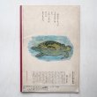 画像2: 中谷千代子「うみがめ」＊キンダーブック (2)